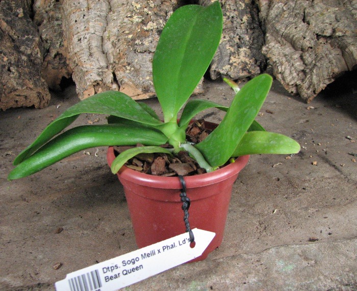 Doritaenopsis Sogo Meili x Phalaenopsis Ld's Bear Queen.JPG