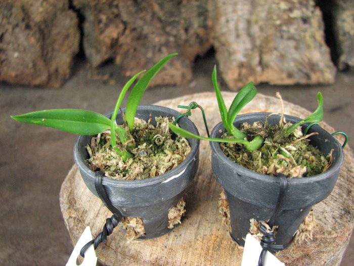 Oncidium coloratum.JPG