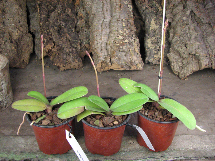 Doritaenopsis Lius Sakura.jpg