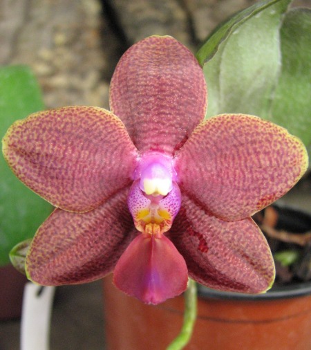 Phalaenopsis Sogo Lawrence x Phalaenopsis Kung's Red Cherry.JPG