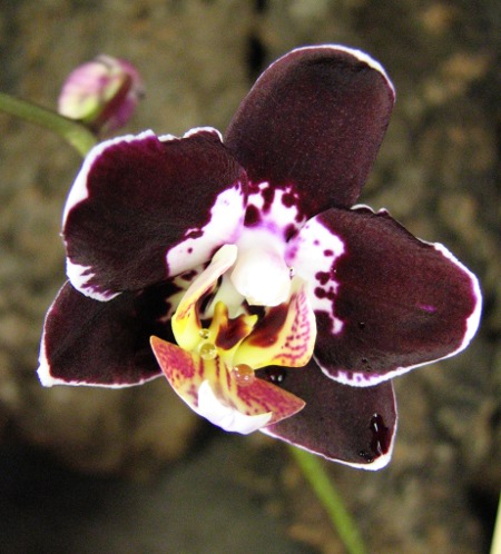 Phalaenopsis Everspring Prince 'Butterfly'.JPG