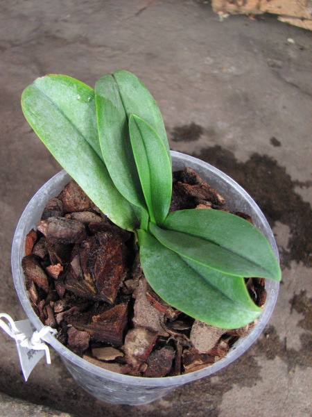 Doritaenopsis Sogo Chabstic.JPG