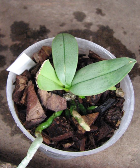 Doritaenopsis Meidarland Annaberry 'Meidarland'.JPG