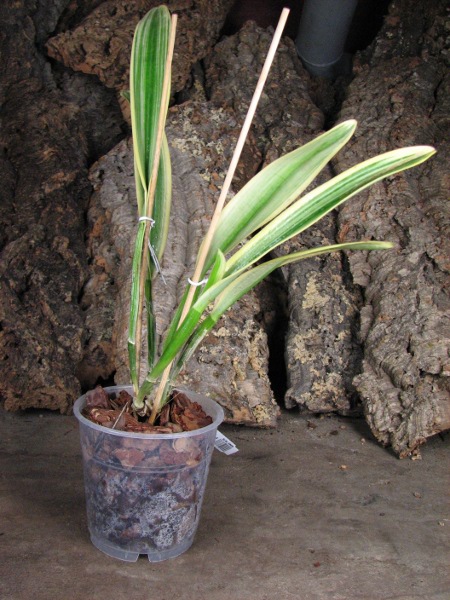 Орхидея Cattleya Sedlescombe 'Variegated'. Пестролистная форма, полосатый даже чехол!