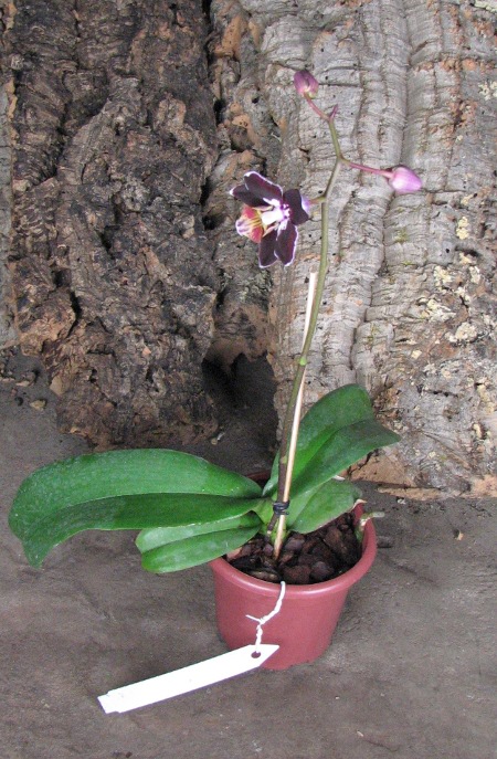 Phalaenopsis Everspring Prince 'Butterfly'2.JPG