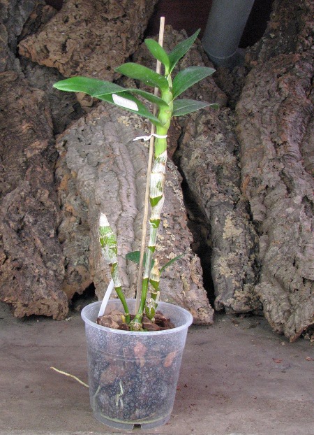 Dendrobium Oriental Smile 'Fantasy'.JPG