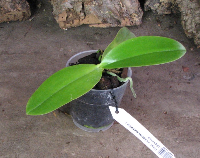 Phalaenopsis violacea sumatra x gigantea.JPG