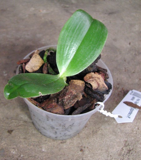 Phalaenopsis Gigabell (P. gigantea x P. bellina).JPG