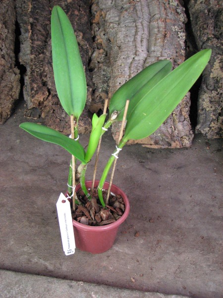 Brassavola glauca x Cattleya intermedia.JPG