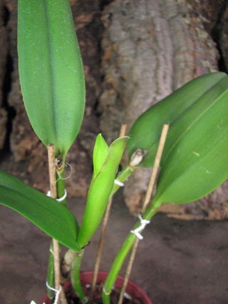 Brassavola glauca x Cattleya intermedia2.JPG