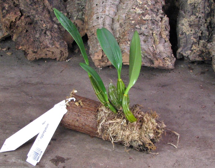 Dendrobium aggregatum.JPG