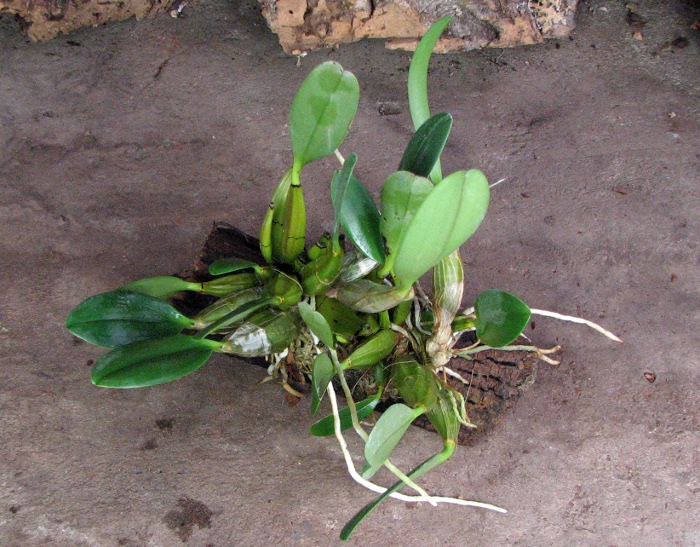 Dendrobium lindleyi.JPG