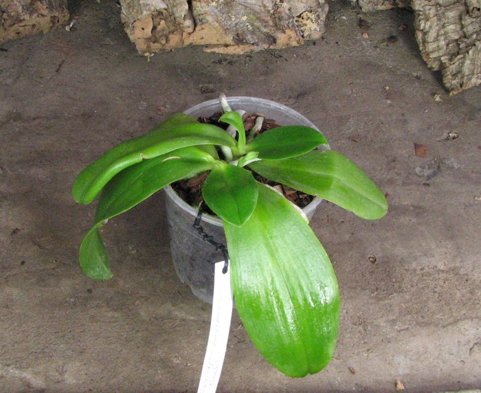 Phalaenopsis amboinensis 'Nicole'.JPG