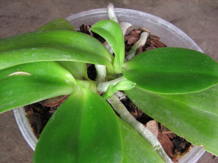Phalaenopsis amboinensis 'Nicole'2.JPG