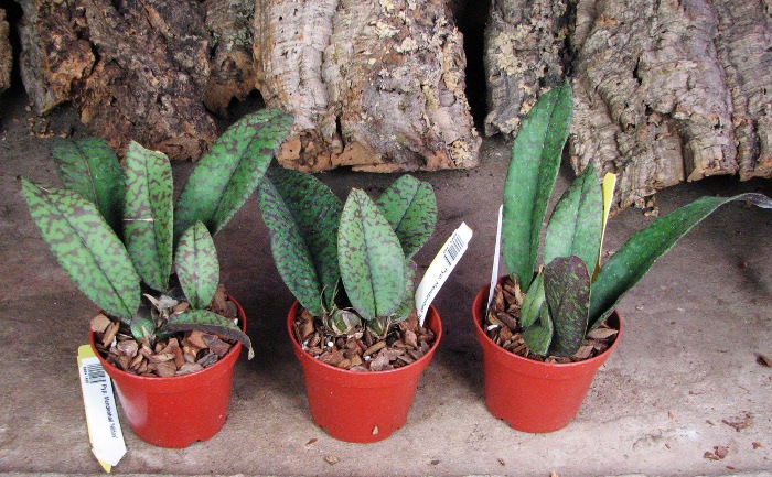 Psychopsis Mendenhall 'Hildos'.JPG