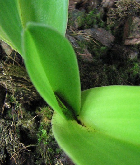 Paphiopedilum stonei x rothschildianum2.JPG