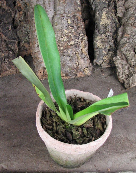 Paphiopedilum stonei x rothschildianum.JPG