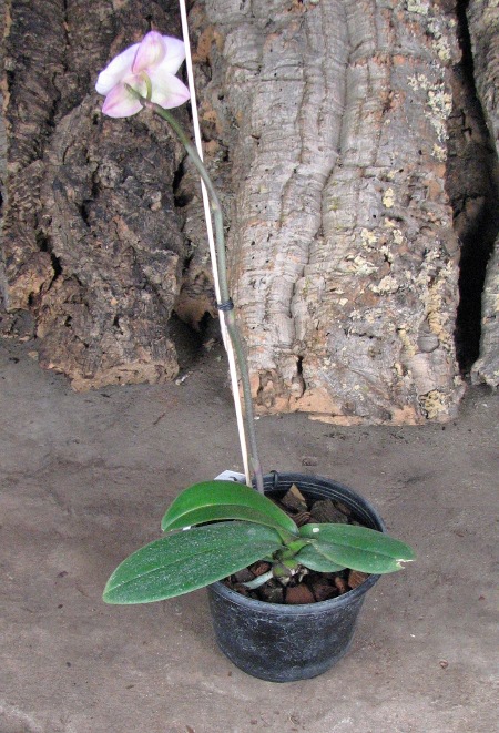 Dtps. Leopard Prince 'Sogo'2.JPG