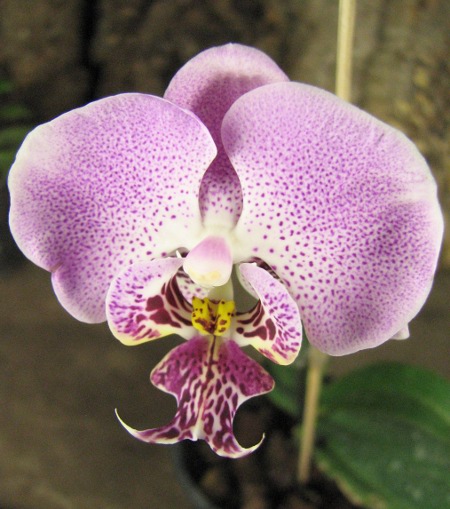 Dtps. Leopard Prince 'Sogo'.JPG