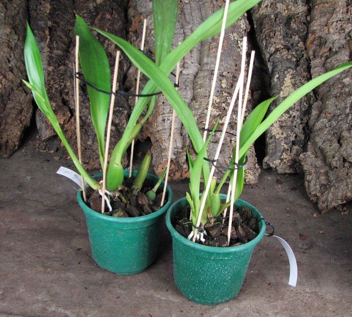 Zygopetalum 'Rhein Blue Angel'.JPG