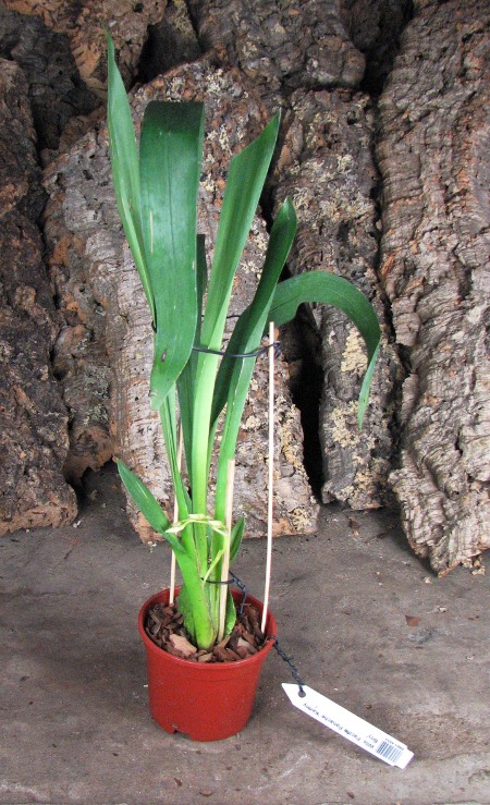 Wilsonara Pacific Panache 'Kenny Boy'.JPG