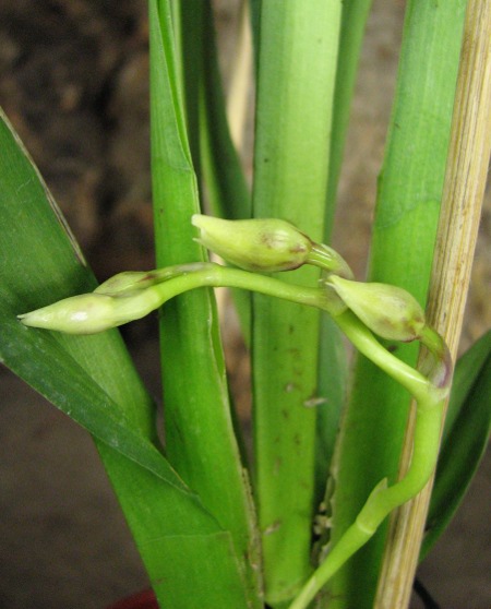 Wilsonara Pacific Panache 'Kenny Boy'2.JPG