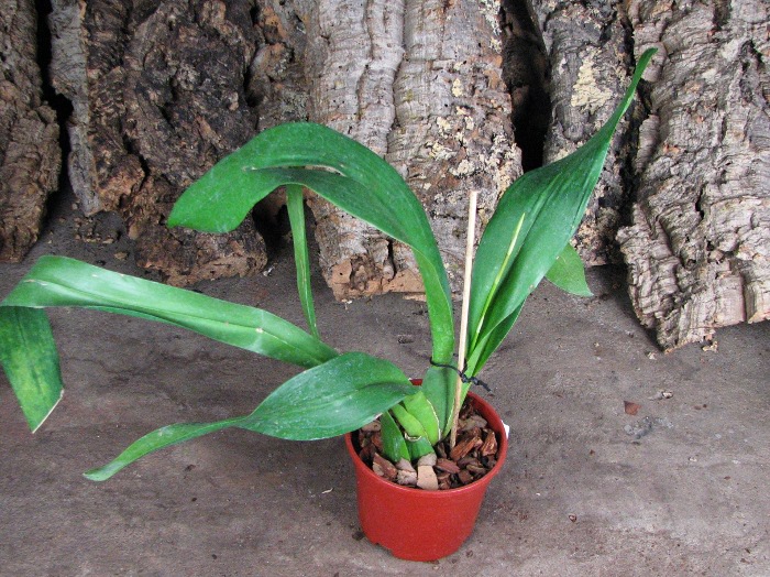 Oncidium Ron's Rippling Delight 'Pacific Parfait'.JPG
