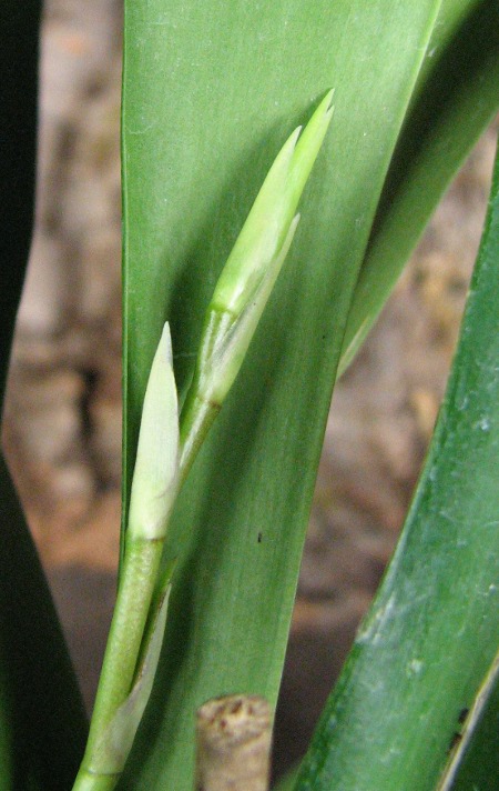 Oncidium Ron's Rippling Delight 'Pacific Parfait'3.JPG