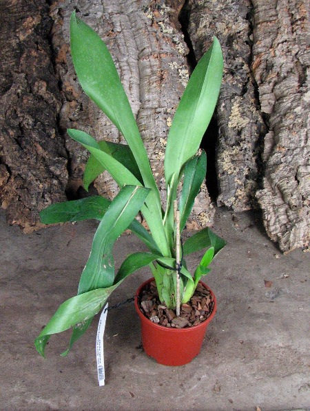 Oncidium Ron's Rippling Delight 'Pacific Parfait'2.JPG