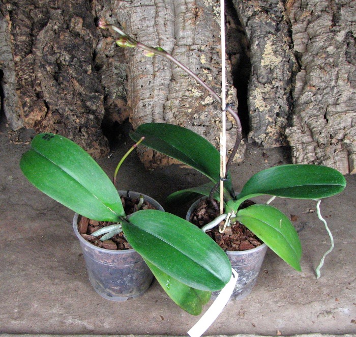 Doritaenopsis Ruey Lih Queen 'ORCHIS'.JPG