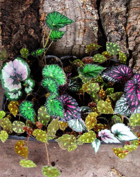 Begonia rex hybrid2.JPG