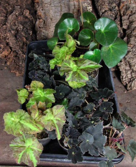 Begonia rex hybrid.JPG