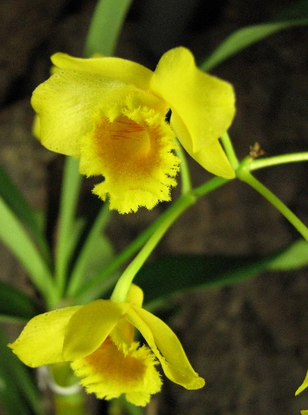 Dendrobium chrysotoxum2.JPG
