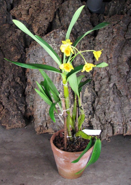 Dendrobium chrysotoxum.JPG