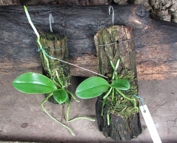 Phalaenopsis pulchra.JPG