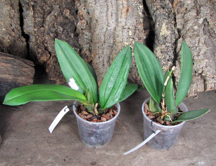 Oncidium papilio.JPG