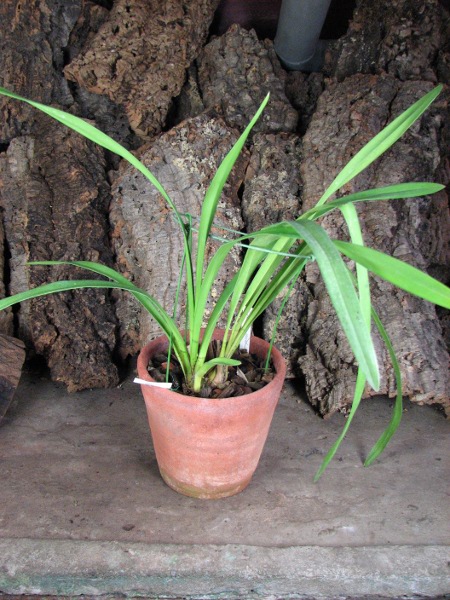Cymbidium Hazel Fay 'Tangerine'.JPG