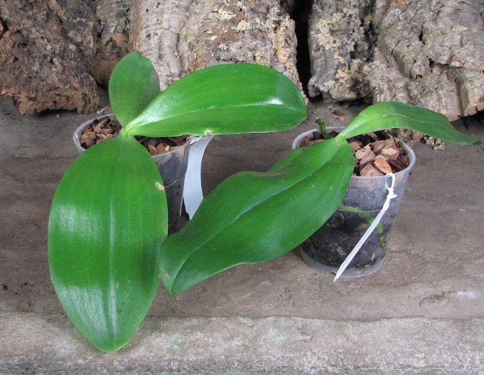 Phalaenopsis Jade Gold (gigantea x venosa).JPG
