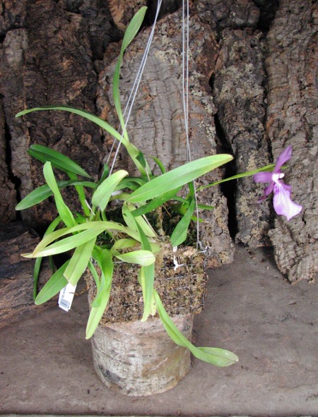 Miltonia moreliana (extra size).JPG