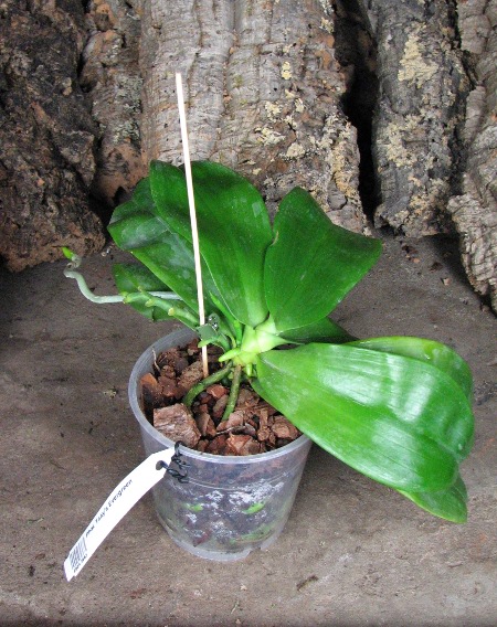 Phalaenopsis Tsay's Evergreen.JPG