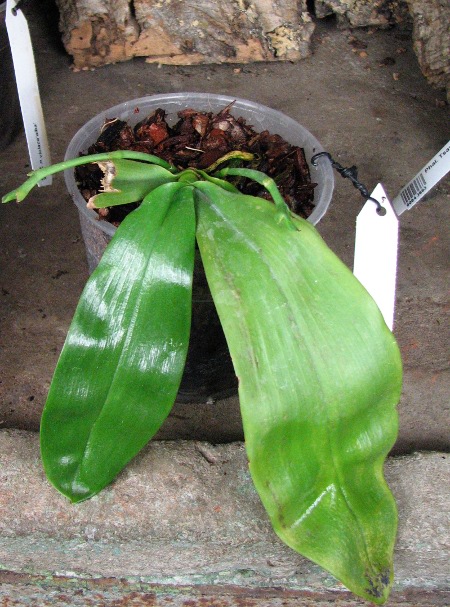 Phalaenopsis violacea alba.JPG