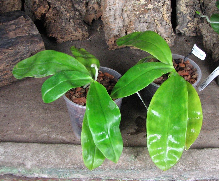 Phalaenopsis violacea alba2.JPG