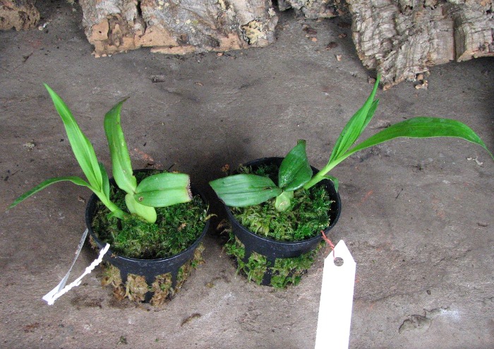 Lycaste dyeriana.JPG