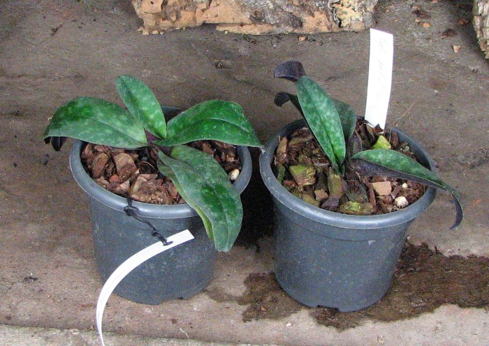 Paphiopedilum bellatulum.JPG