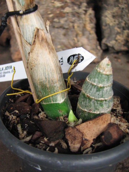 Mormodes maculatum.JPG