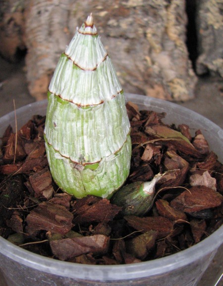 Catasetum fimbriatum (aureo x verde).JPG