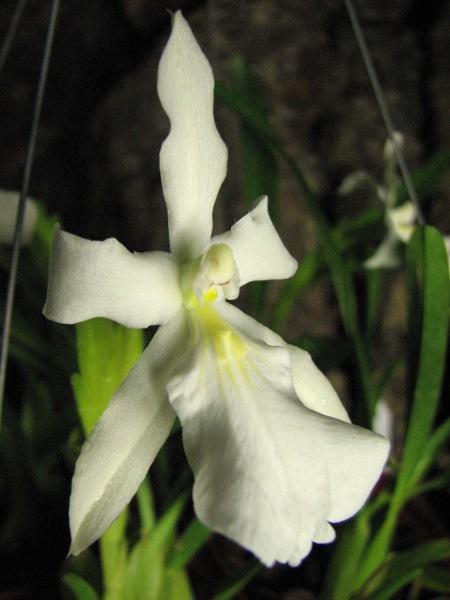 Miltonia spectabilis alba 'Biriricas' x SELF.JPG