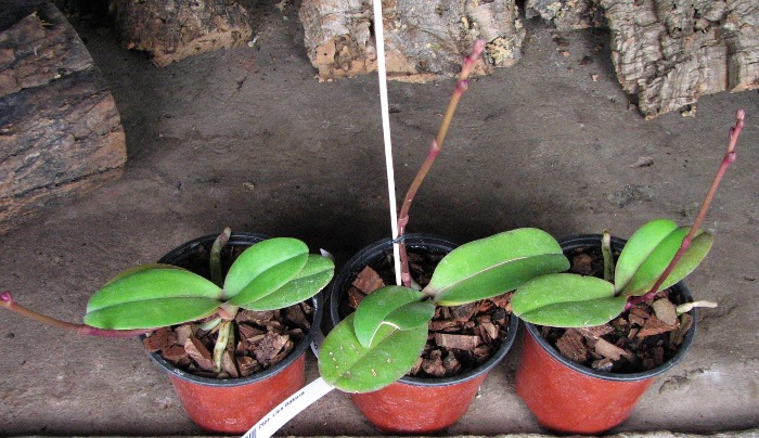 Doritaenopsis Lius Sakura.JPG