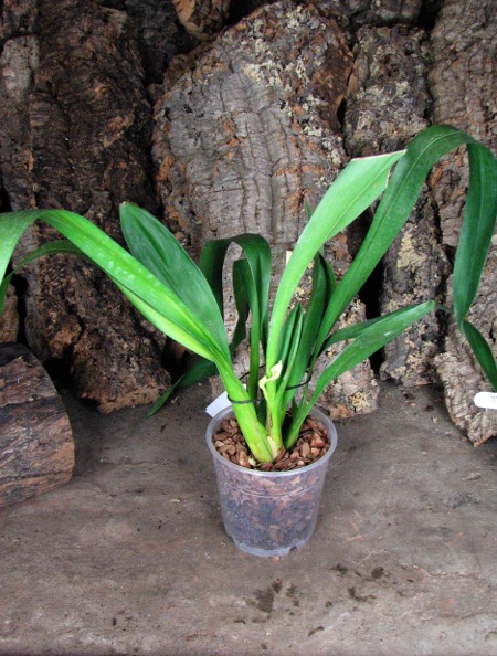 Wilsonara Pacific Panache 'Kenny Boy'.JPG