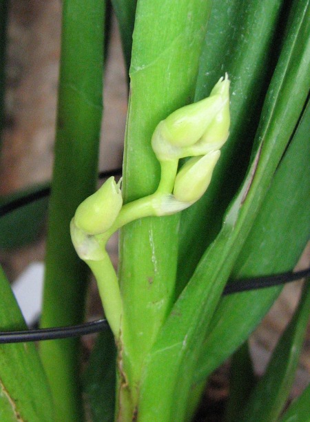 Wilsonara Pacific Panache 'Kenny Boy'2.JPG